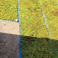 کشمش بیدانه تیزابی