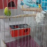 ۳عددمرغ  عشق