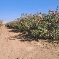 ۱۰ساعت آب و زمین پسته اکبری مرغوب|فروش دفتر صنعتی، کشاورزی، تجاری|مهریز, |دیوار