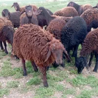 بره ماده،شیشک،میش