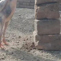 جوجه لاری|حیوانات مزرعه|کرج, اصفهانیها|دیوار