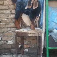 بز ماده خوب