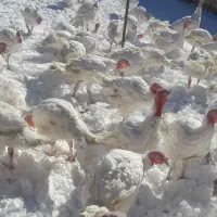 بوقلمون گوشتی ارگانیک