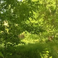 باغ|خدمات باغبانی و درختکاری|کنگاور, |دیوار