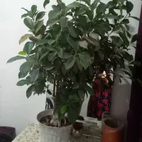 بنسای|گل و گیاه طبیعی|رشت, کوی حسینی|دیوار