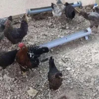 فروش تعدادی مرغ و خروس گلین لهستانی