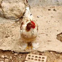 مرغ خروس تخمگذار|حیوانات مزرعه|بجنورد, |دیوار