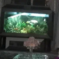 آکواریوم ماهی ام دی اف باپایه فلزی