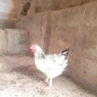 مرغ براهما