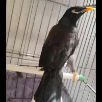 مینا سخنگو|پرنده|تهران, امامت|دیوار