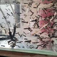 ماهی گپی کپی