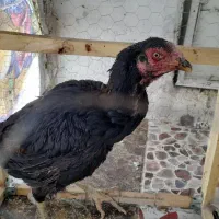 مرغ لاری اصیل