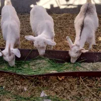 سانن|حیوانات مزرعه|سده (خراسان جنوبی), |دیوار