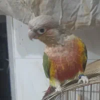 طوطی گرینچیک