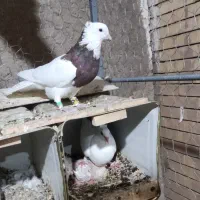 نر طوق سرخ|پرنده|راور, |دیوار