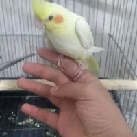 عروس هلندی وایت فیس و لوتینو