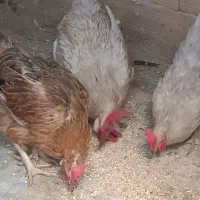 مرغ    خروس  کفتر کاکلی