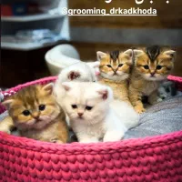 توله گربه های بریتیش|گربه|دزفول, |دیوار