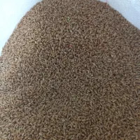 فروش گندم بذری آبی نوع پیشگام|عمده‌فروشی|آباده, |دیوار