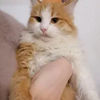 گربه پرشین|گربه|گرگان, |دیوار