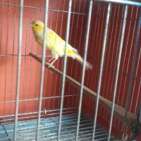 قناری ماده|پرنده|شهرضا, |دیوار