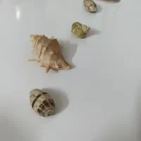 صدف های کمیاب و زیبا