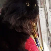 گربه نر آماده جفت یابی