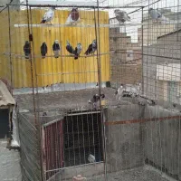 کفتر