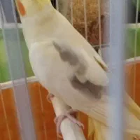 جفت عروس هلندی رنگ خاص|پرنده|ساری, |دیوار