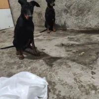 دوبرمن خالص|سگ|شیراز, دروازه قران|دیوار