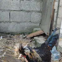 دو عدد خروس لهستانی|حیوانات مزرعه|رشت, احمد گوراب|دیوار