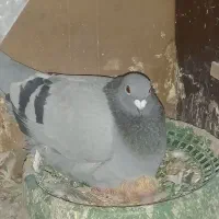 ماده سبز