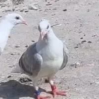 جوجه دوکت پلاکی