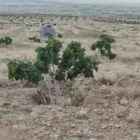 ملک انجیر منطقه خیر مبارک آباد|فروش دفتر صنعتی، کشاورزی، تجاری|رونیز, |دیوار