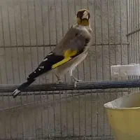 سهره صحرایی نر دو سال قفس بخون