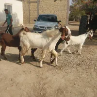 بز غاله نر ویک تکه تخمی داشتی وزن بالا