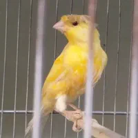 نر بخون مست معاوضه با ماده هم دارم