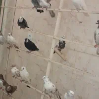 کبوتر|پرنده|ارومیه, |دیوار