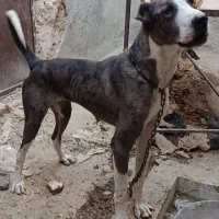 واگذاری ی سگ|سگ|زاهدان, |دیوار