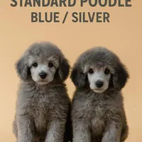 توله پودل استاندارد با رنگ کمیاب نقره ای-بلو|سگ|شیراز, پارک آزادی|دیوار