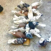 کفتر کبوتر ۳۳ طوق هما سرور سرخ کاکلی پاپر پرشی