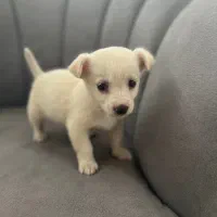 دو تا عروسک