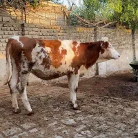 ۲راس تلیسه قرمز عروسک.(گاو گوساله)