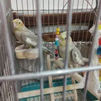 لطفااگهی راکامل بخونید2تاآهویی8ماهه نرصحیح سالم|پرنده|قم, انصار‌الحسین|دیوار