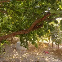 خانه ویلایی|اجارهٔ خانه و ویلا|یاسوج, |دیوار