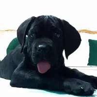 توله کین‌کورسو/کن‌کورسو|سگ|تهران, آرژانتین|دیوار