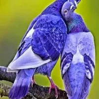 راهنمایی کنید