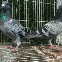 کبوتر مسافتی|پرنده|شاندرمن, |دیوار