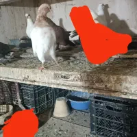 کبوتر یکجا 6 عدد