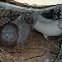 3 جفت کبوتر|پرنده|قشم, |دیوار